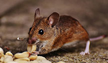 24 Hour & Emergency Exterminators in Tehachapi, CA